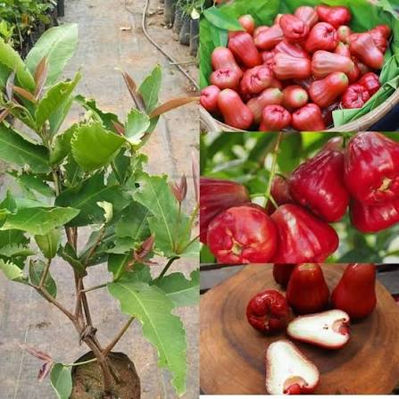 Water Apple (Red) Plants — Apple sapling available at Agro Nursery Garden